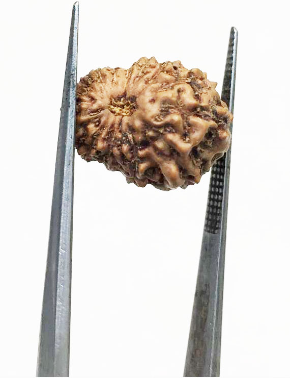 14 Mukhi Indonesian Rudraksha